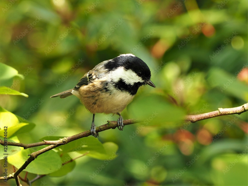 Coal tit (Periparus ater) in a bush Coal tit (Periparus ater) in a bush