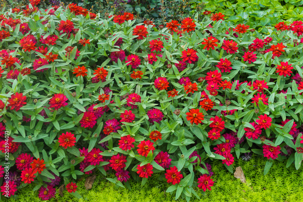 colorful beautiful flowers of zinnia in the city park.