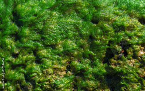 Texture of the green moss for background