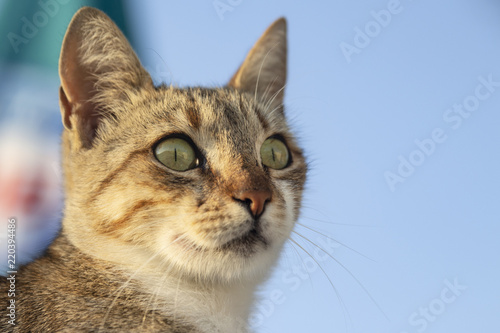 Portrait of a stray cat. Close up