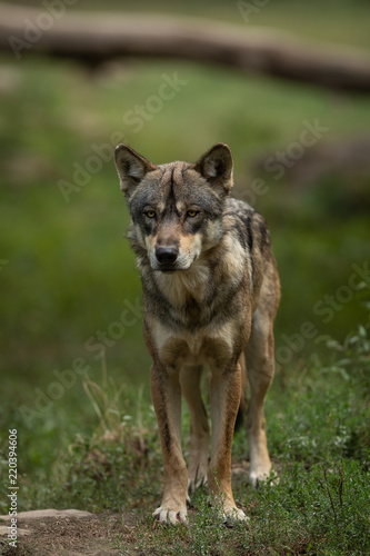 Grey Wolf Europe Animal