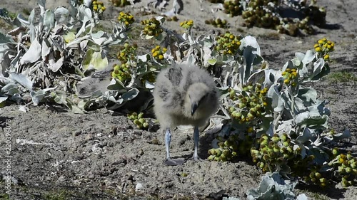 Antarctic or brown skua chick in the grass in Falkland Malvinas photo