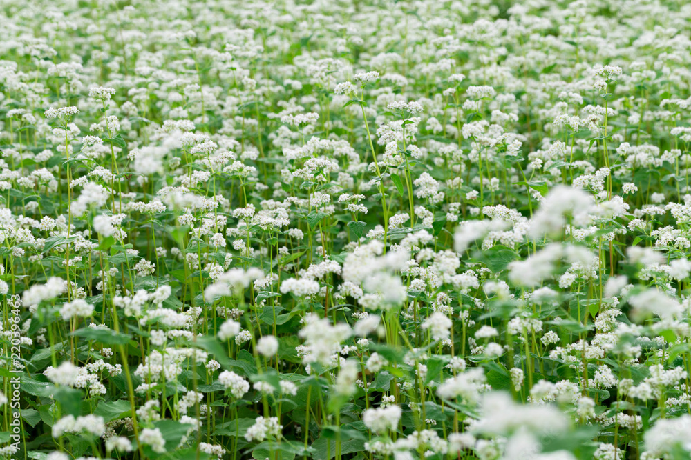 蕎麦の花