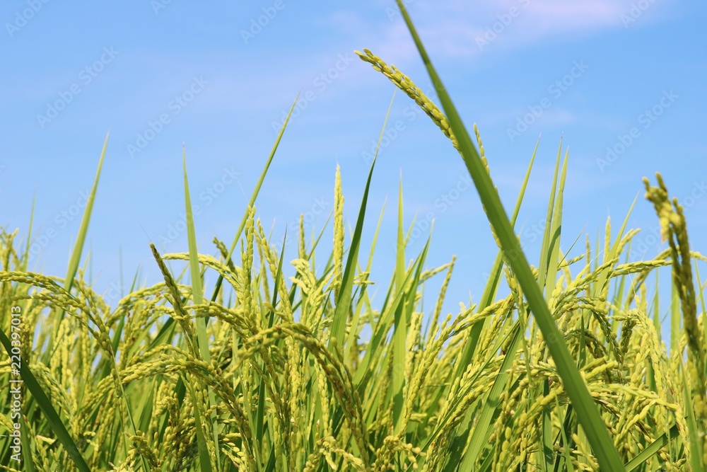 Fototapeta premium 稲 青空