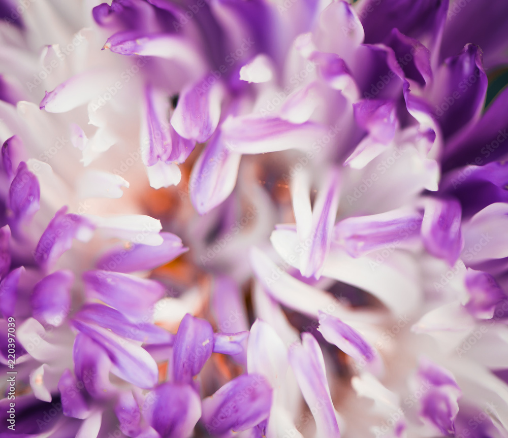 colorful petals background colorful petals background
