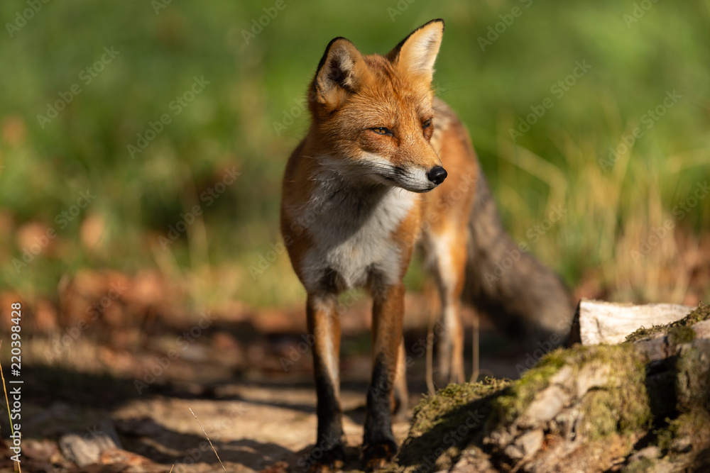 Obraz premium Red Fox Animal
