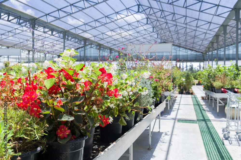 Beautiful flowers in greenhouse