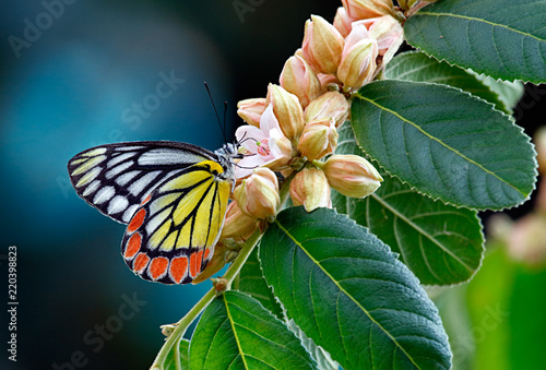 Painted butterfly common Jezebel or Delias eucharis, Pieridae family, bathing on a bunch of pink flowers with dark background and blue light bokeh photo