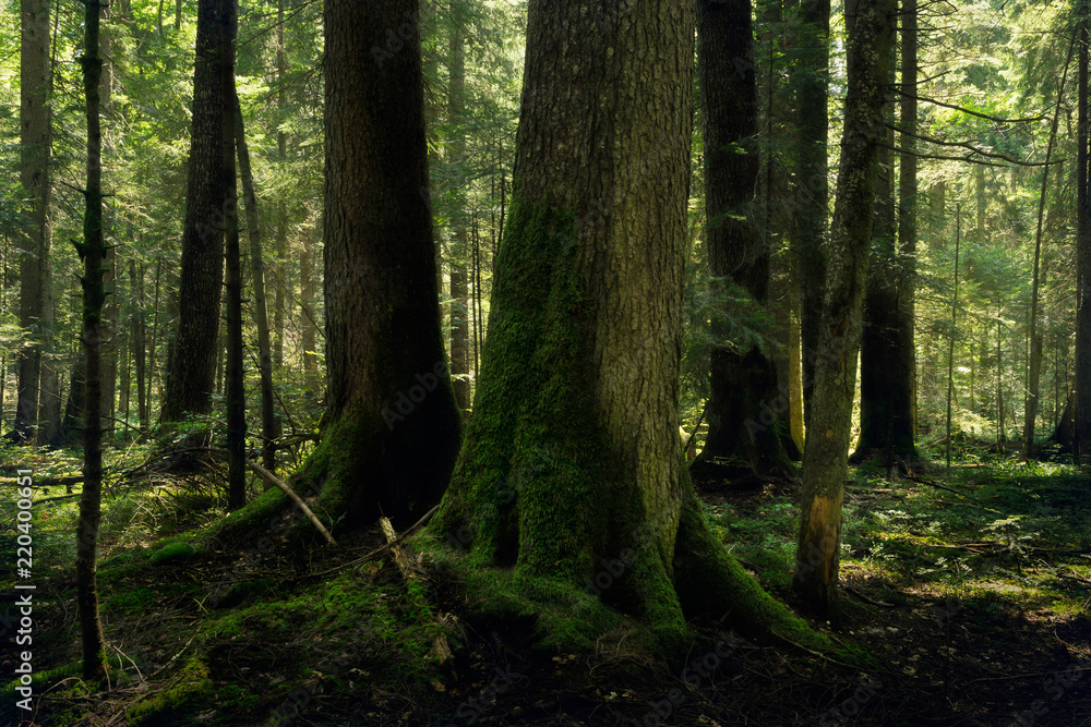 Obraz premium Deep forest nature landscape.