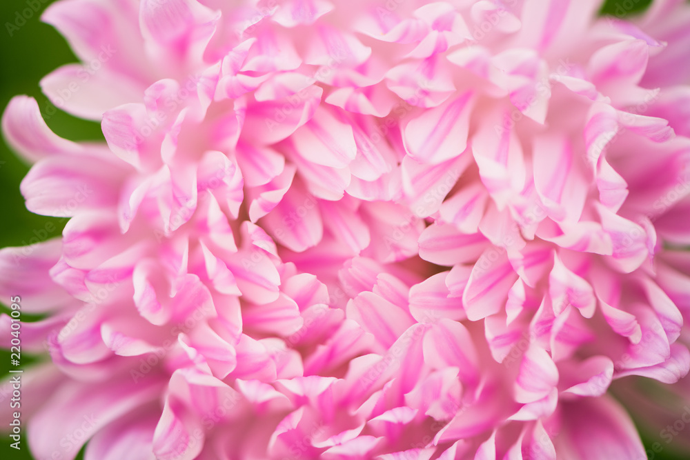 pink summer flower bud background