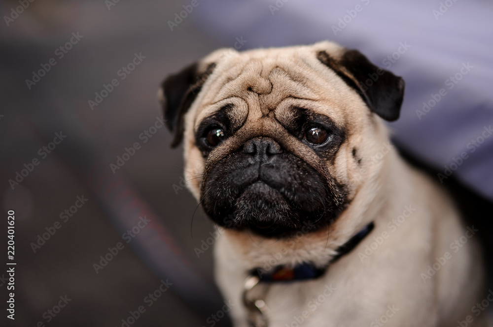 Cute pug puppy with a collar sitting on blurred background