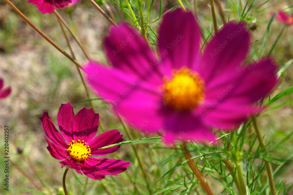 Cosmos flowers. Candid. Cosmos flowers. Candid.