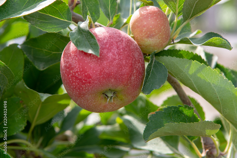 New harvest of healthy fruits, ripe sweet pink apples growing on apple tree New harvest of healthy fruits, ripe sweet pink apples growing on apple tree