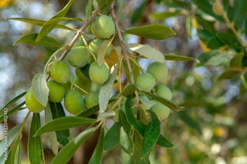 Green ripe olives growing on olive tree
