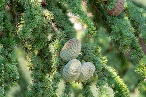 Himalayan cedar or deodar cedar tree with female cones, Christmas background photo