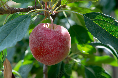 New harvest of healthy fruits, ripe sweet pink apples growing on apple tree