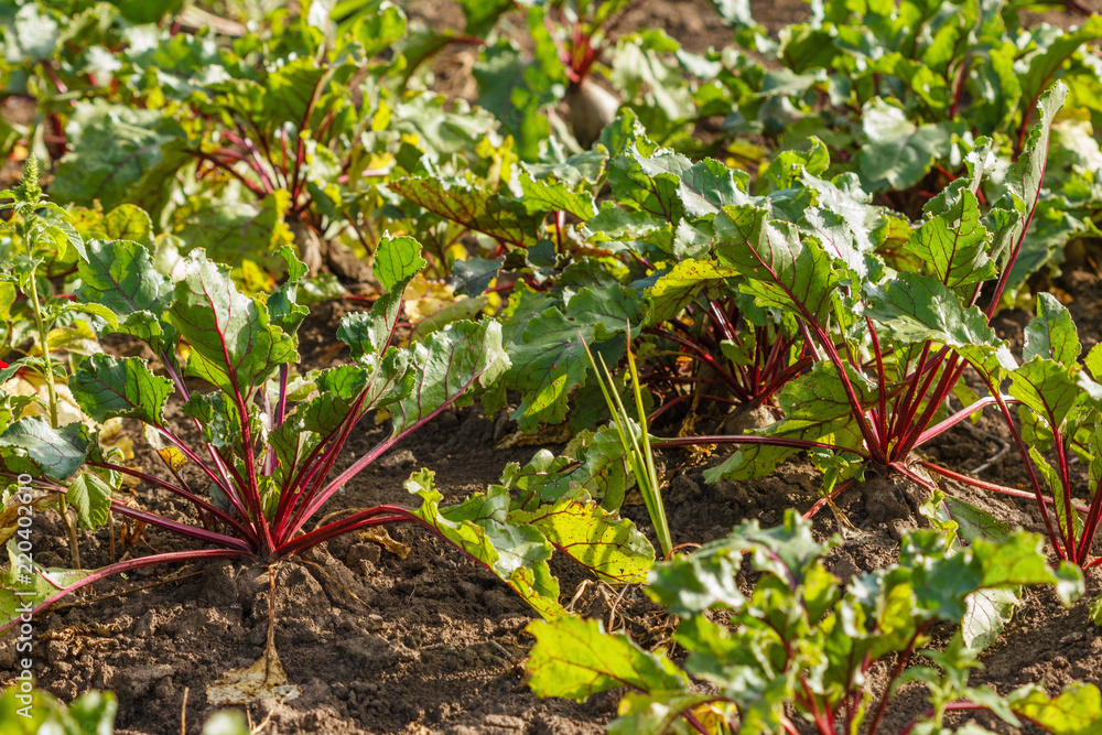 Sugar beet in a field. Rural scene. Crop and farming Sugar beet in a field. Rural scene. Crop and farming