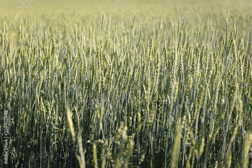 Green field in countryside photo