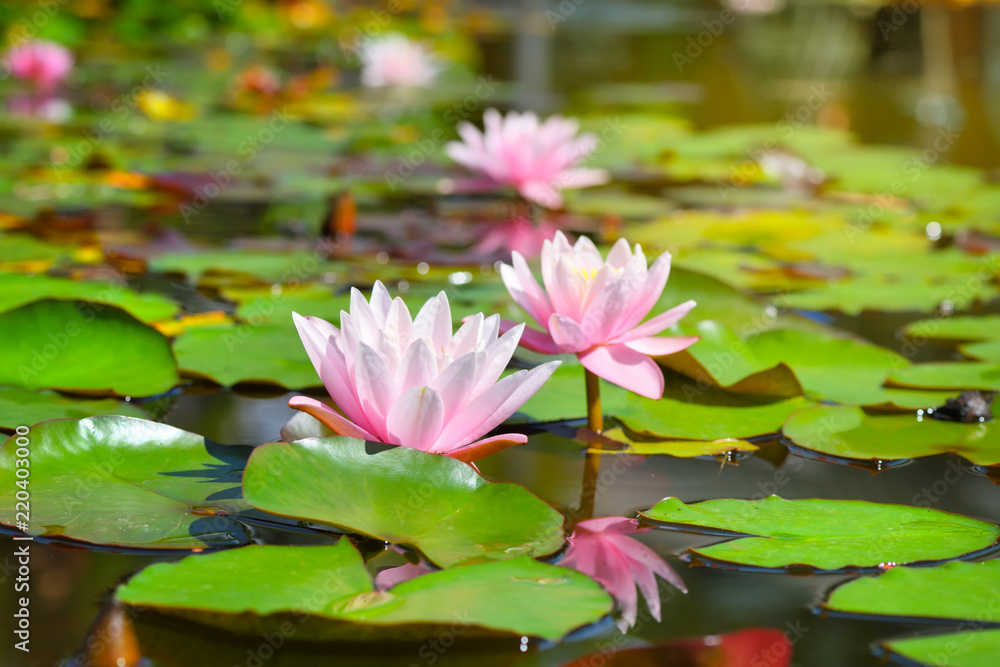 Pink lotus blossoms or water lily flowers blooming on pond Pink lotus blossoms or water lily flowers blooming on pond