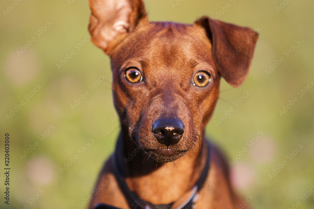 dog playing in the grass