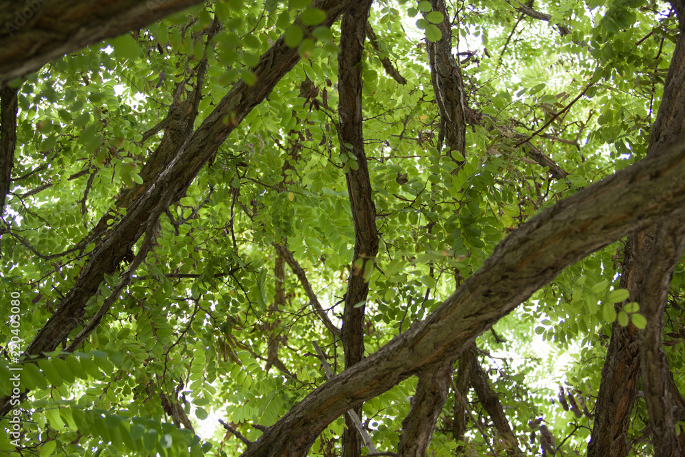 Fototapeta premium Green tree with nice foliage