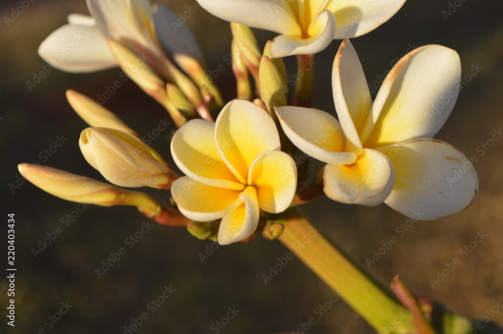 Fototapeta premium Flores brancas e amarelas