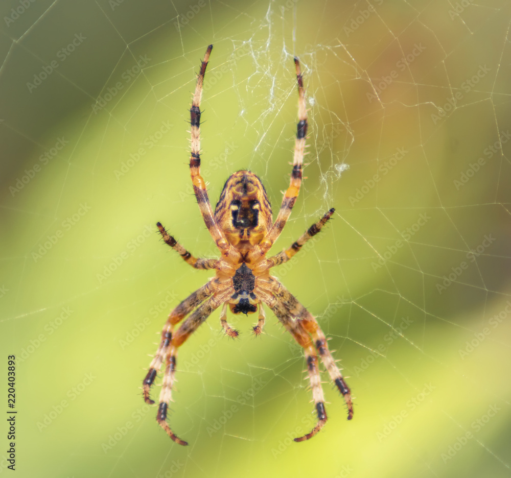 Spinne im Spinnennetz Spinne im Spinnennetz