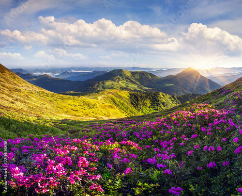 Colorful summer morning with fields of blooming rhododendron flowers.