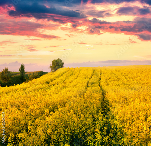 Calm evening scene in the field of blooming colza