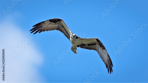 Osprey Flying Blue Sky