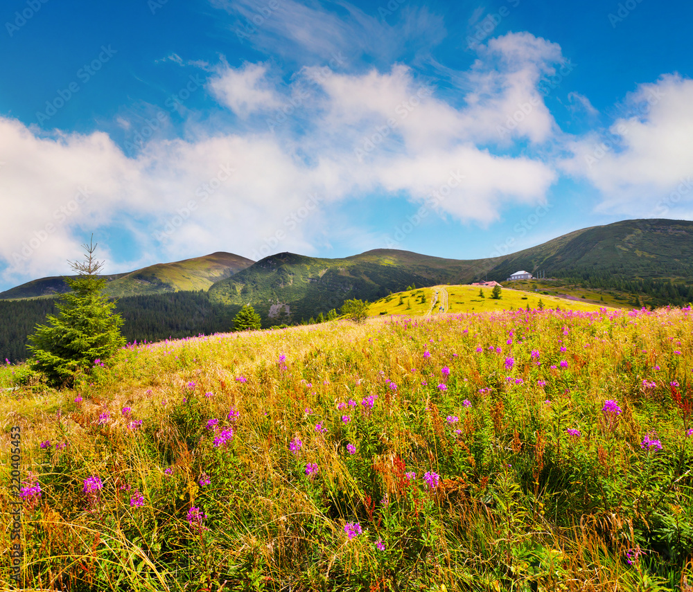 Amazing summer landscape in the Carpathians with fields of blooming beggars-ticks flowers