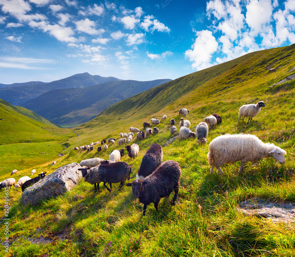 Fototapeta premium Flock of sheeps in the mountain pasturage.
