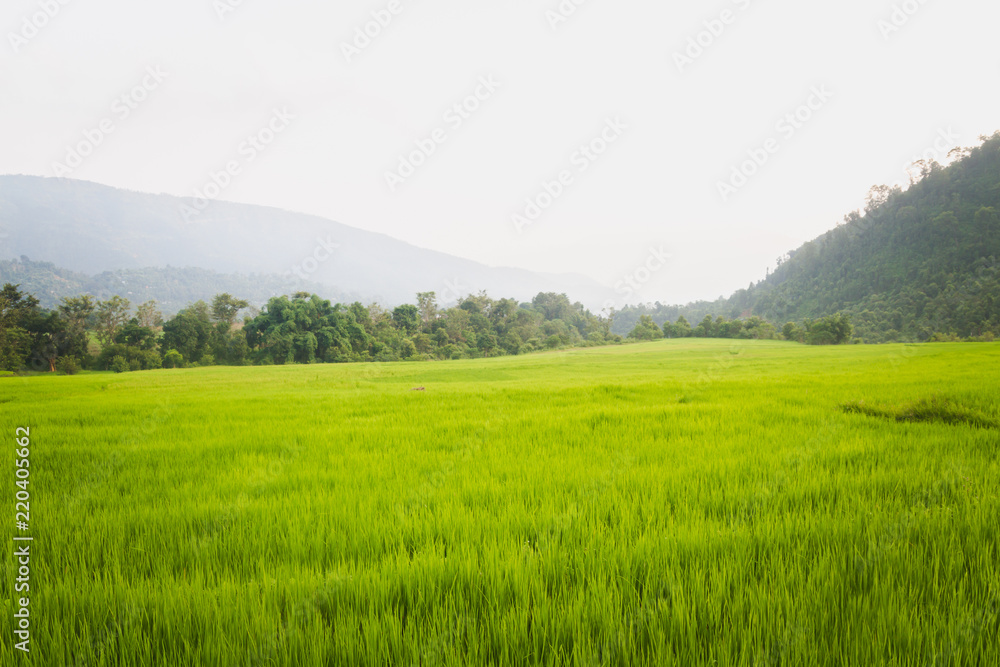 Fototapeta premium Growing Green Rice Field in the Village