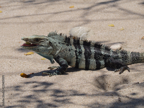 Iguana eating at the beach in Costa Rica