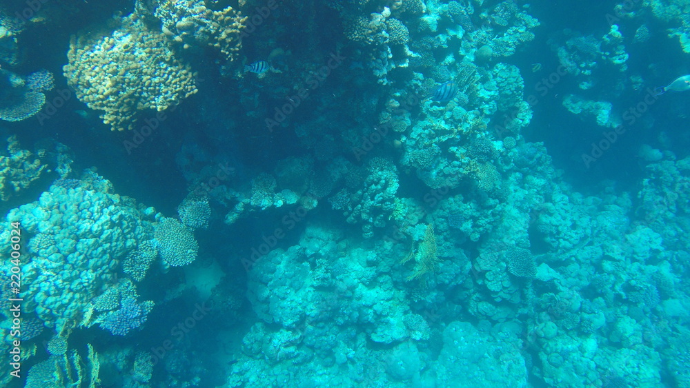 Fish and corals in the red sea in Egypt. Fish and corals in the red sea in Egypt.