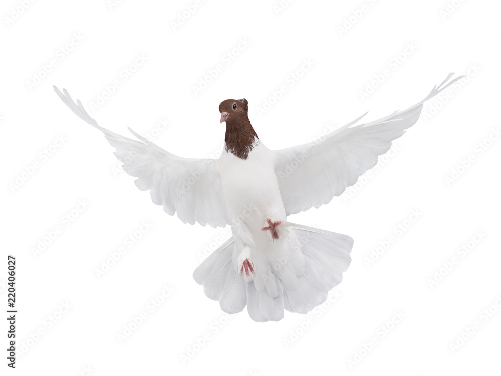 Obraz premium free flying white dove isolated