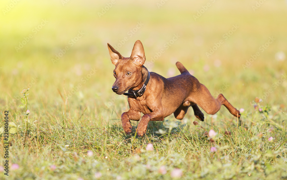 dog playing in the grass