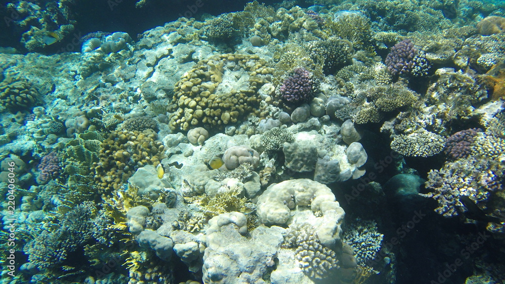 Fish and corals in the red sea in Egypt.