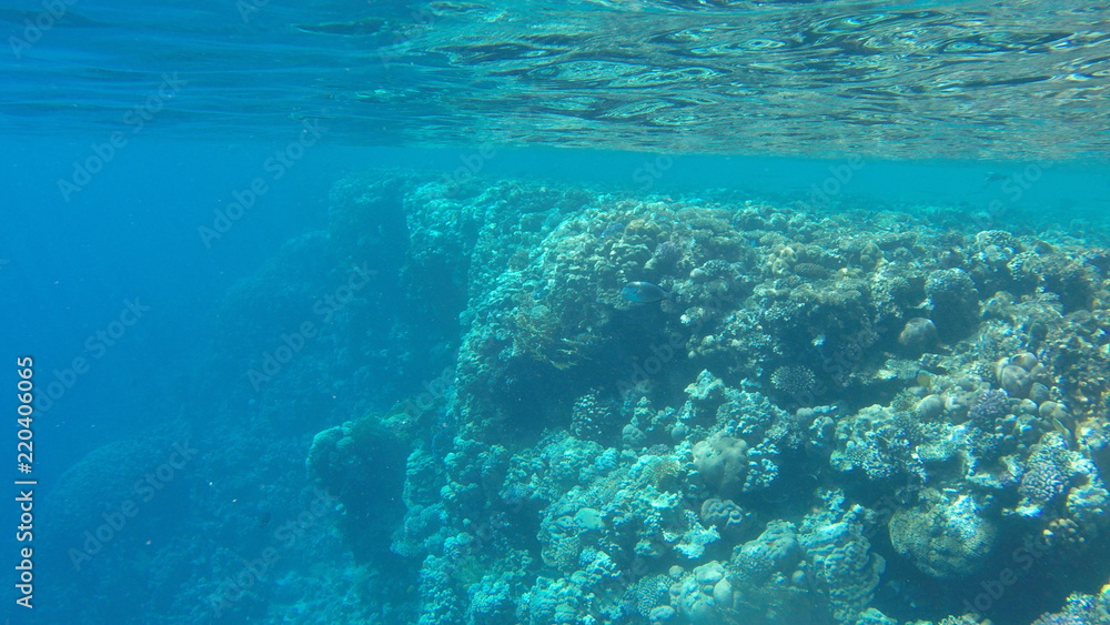 Fish and corals in the red sea in Egypt. Fish and corals in the red sea in Egypt.