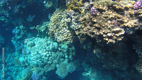 Fototapeta Naklejka Na Ścianę i Meble -  Fish and corals in the red sea in Egypt.