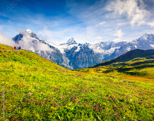 Colorful summer view near Bachalpsee lake with Schreckhorn and Wetterhorn peaks in the morning mist.
