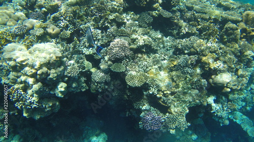 Fish and corals in the red sea in Egypt.