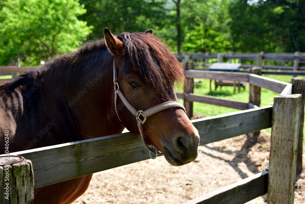 Naklejka premium 木曽馬の横顔４ 開田高原