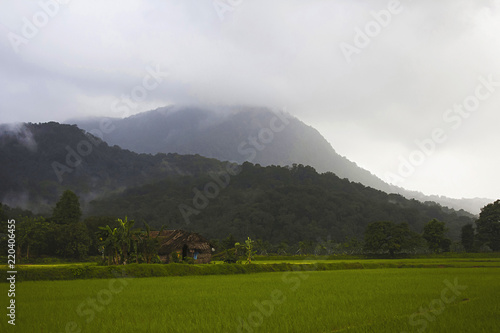 Green country at Sharavathi from Karnataka, India photo