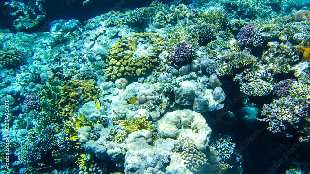 Fish and corals in the red sea in Egypt. Fish and corals in the red sea in Egypt.