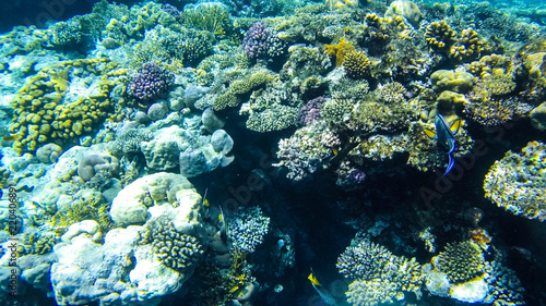 Fish and corals in the red sea in Egypt.