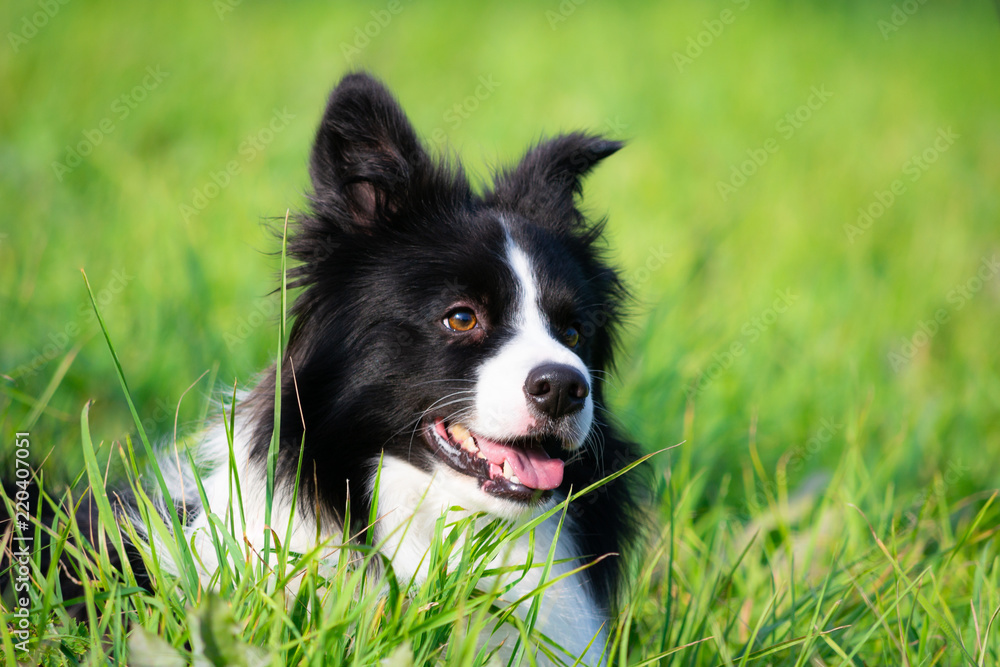 Young energetic dog on a walk. Border Collie. Emotions. Training of dogs. Whiskers, portrait, closeup. Enjoying, playing Young energetic dog on a walk. Border Collie. Emotions. Training of dogs. Whiskers, portrait, closeup. Enjoying, playing