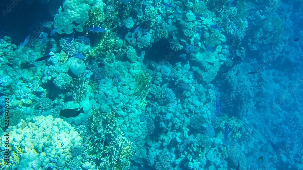Fototapeta premium Fish and corals in the red sea in Egypt.