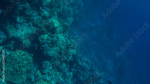 Fish and corals in the red sea in Egypt. © Yaroslav