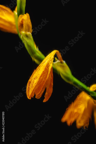 close-up view of orange faded lily flowers isolated on black